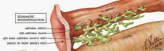 Skene's and Paraurethral Glands 